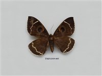 藏品(夜蛾279)的圖片